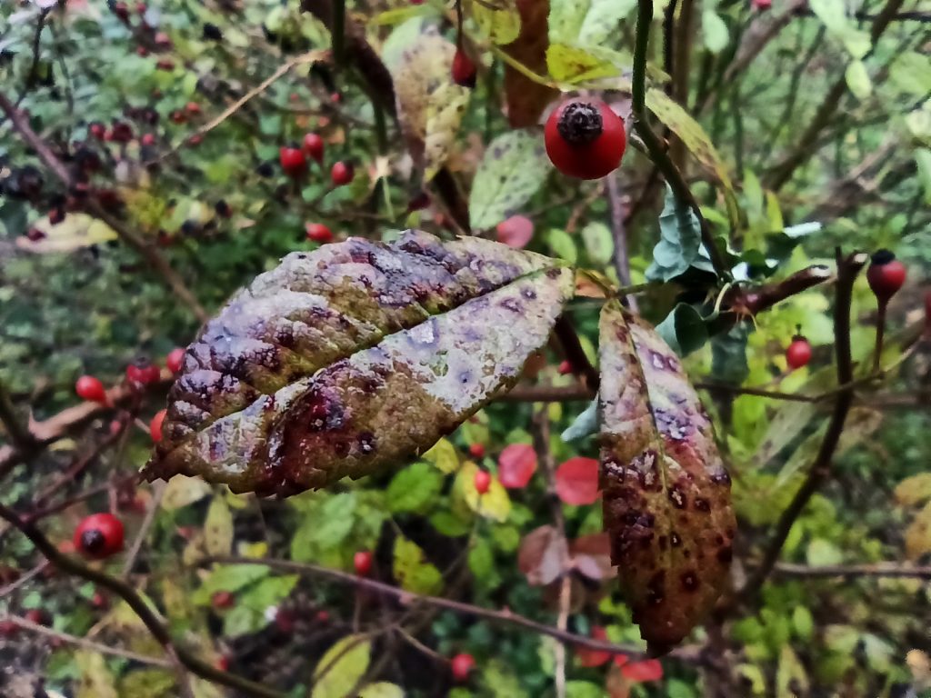Aż ciężko mi uwierzyć, że ten telefon kosztuje tylko tyle... Recenzja Redmi Note 8 Pro! 42 Aż ciężko mi uwierzyć, że ten telefon kosztuje tylko tyle... Recenzja Redmi Note 8 Pro!