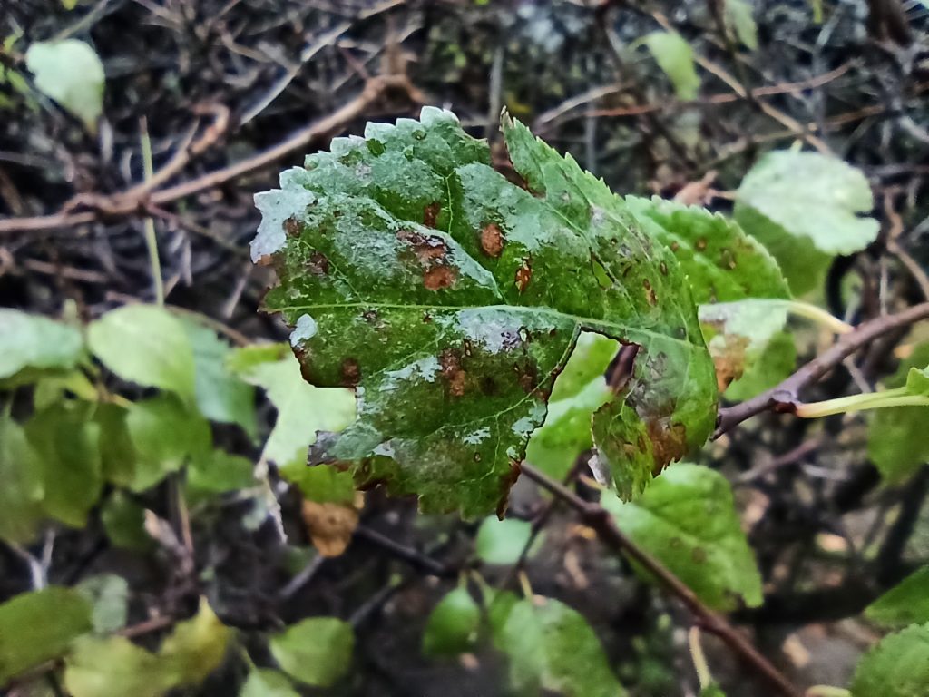 Aż ciężko mi uwierzyć, że ten telefon kosztuje tylko tyle... Recenzja Redmi Note 8 Pro! 41 Aż ciężko mi uwierzyć, że ten telefon kosztuje tylko tyle... Recenzja Redmi Note 8 Pro!