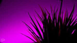 Smart Home z ROOTBLOG: inteligentne oświetlenie domu Yeelight 62 yeelight lightstrip plus doniczka fioletowy