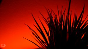 Smart Home z ROOTBLOG: inteligentne oświetlenie domu Yeelight 61 yeelight lightstrip plus doniczka czerwony