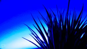 Smart Home z ROOTBLOG: inteligentne oświetlenie domu Yeelight 60 yeelight lightstrip plus doniczka niebieski