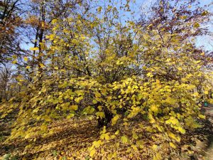 OnePlus 7T Pro McLaren Edition to smartfon prawie kompletny 48 OnePlus 7T Pro McLaren Edition to smartfon prawie kompletny