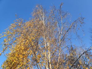 OnePlus 7T Pro McLaren Edition to smartfon prawie kompletny 35 OnePlus 7T Pro McLaren Edition to smartfon prawie kompletny