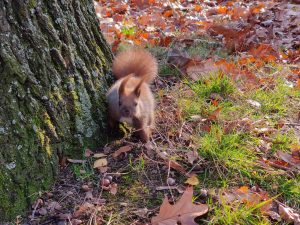 OnePlus 7T Pro McLaren Edition to smartfon prawie kompletny 46 OnePlus 7T Pro McLaren Edition to smartfon prawie kompletny