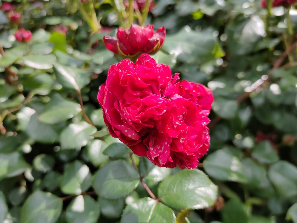 Recenzja realme X50 Pro. Jak sprawdza się jeden z najtańszych tegorocznych flagowców? 42 Recenzja realme X50 Pro. Jak sprawdza się jeden z najtańszych tegorocznych flagowców?