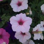 Nexus One - powROOT do korzeni #6 26 Nexus One - powROOT do korzeni #6