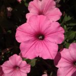 Nexus One - powROOT do korzeni #6 27 Nexus One - powROOT do korzeni #6