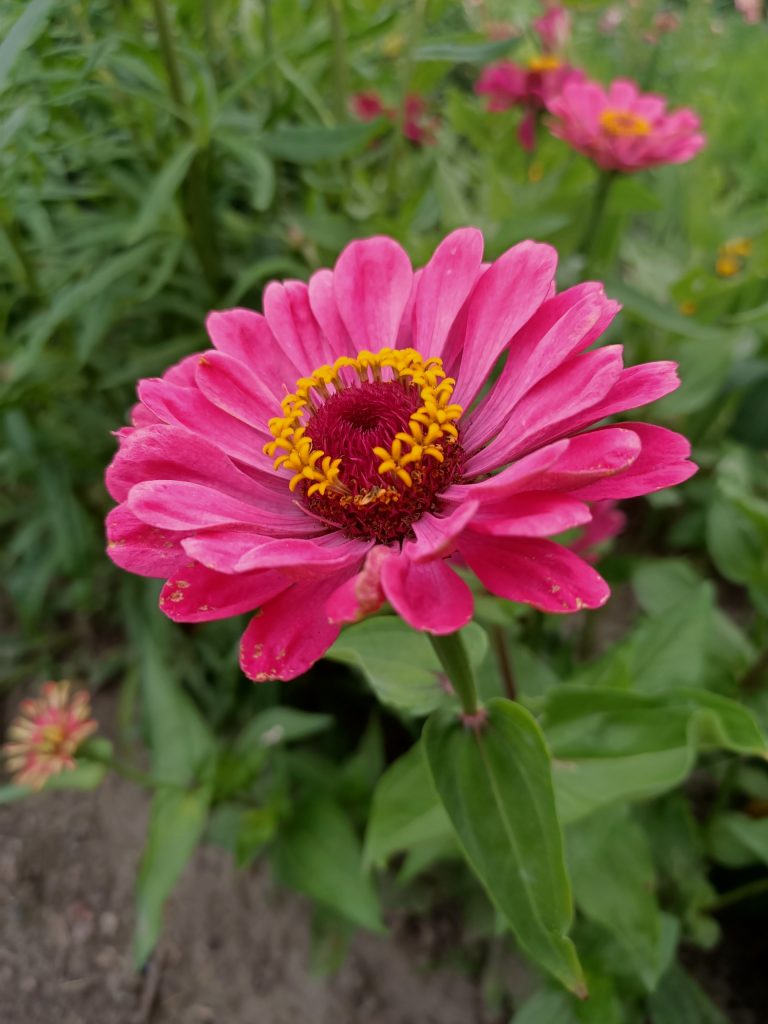 Recenzja OPPO Reno3 – nie spodziewałem się, że Reno mnie zawiedzie 35 Recenzja OPPO Reno3 – nie spodziewałem się, że Reno mnie zawiedzie