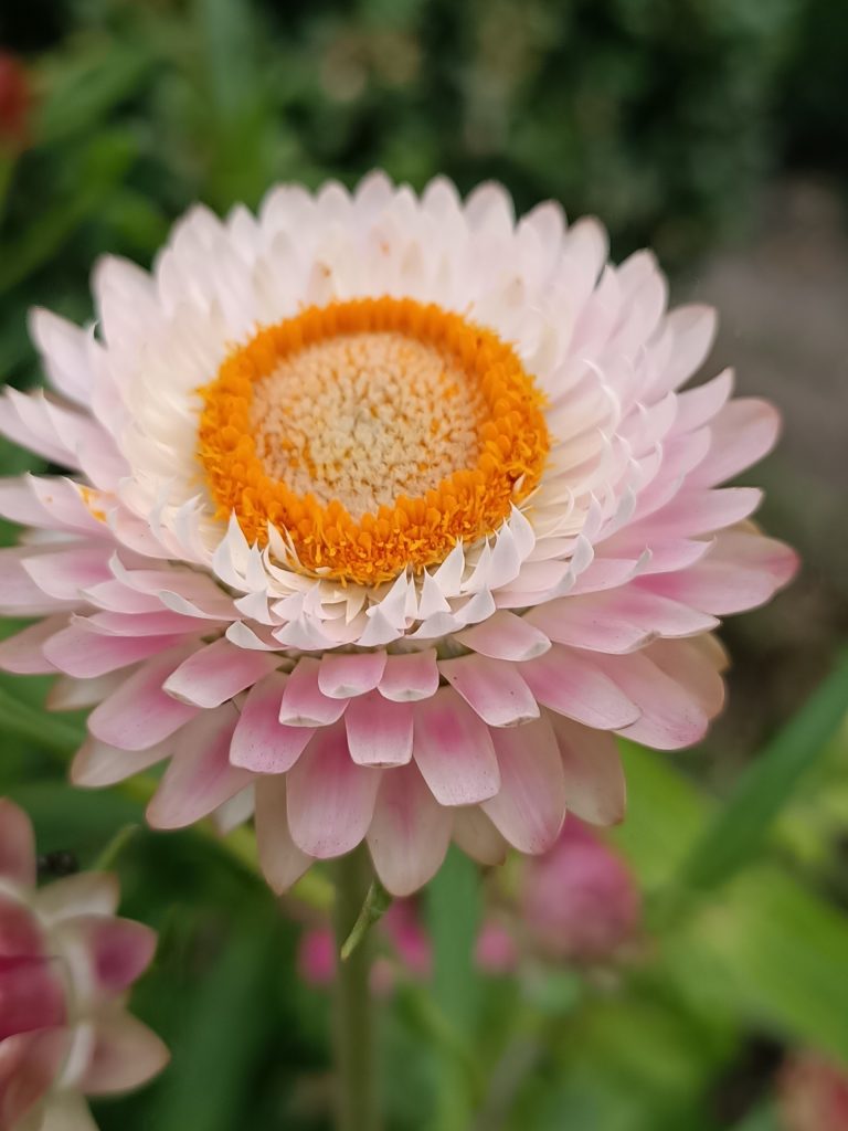 Recenzja OPPO Reno3 – nie spodziewałem się, że Reno mnie zawiedzie 33 Recenzja OPPO Reno3 – nie spodziewałem się, że Reno mnie zawiedzie