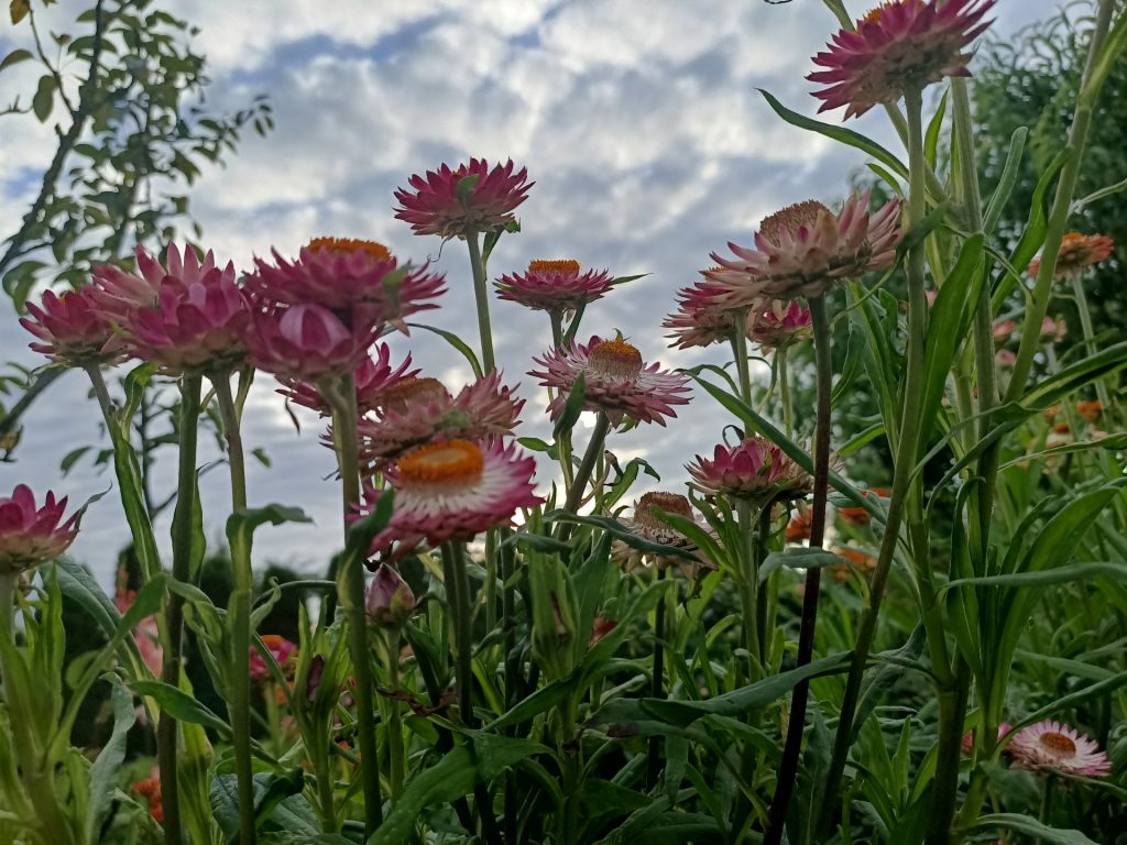 Recenzja OPPO Reno3 – nie spodziewałem się, że Reno mnie zawiedzie 32 Recenzja OPPO Reno3 – nie spodziewałem się, że Reno mnie zawiedzie