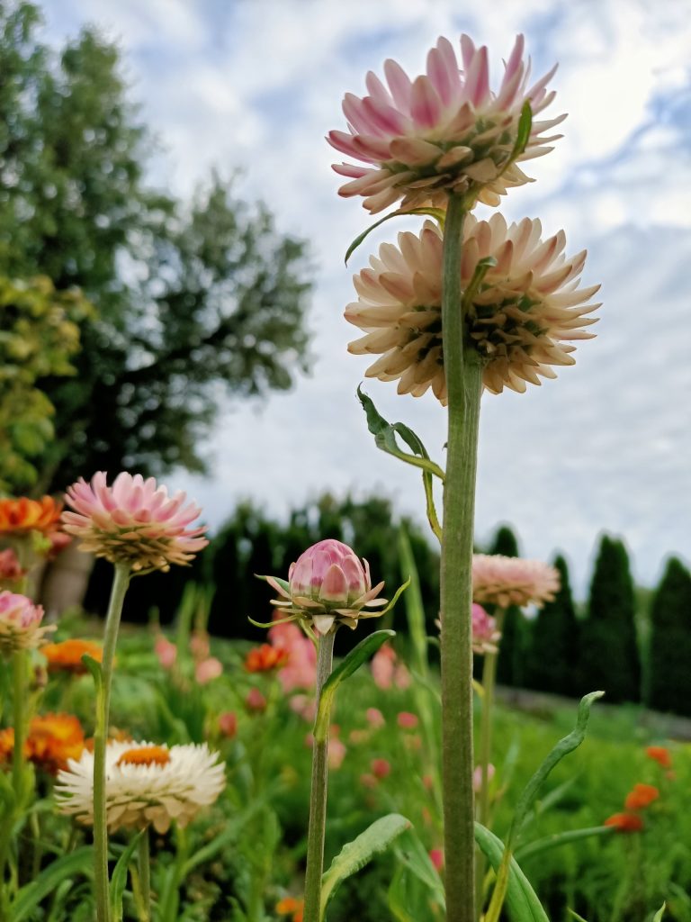 Recenzja OPPO Reno3 – nie spodziewałem się, że Reno mnie zawiedzie 30 Recenzja OPPO Reno3 – nie spodziewałem się, że Reno mnie zawiedzie