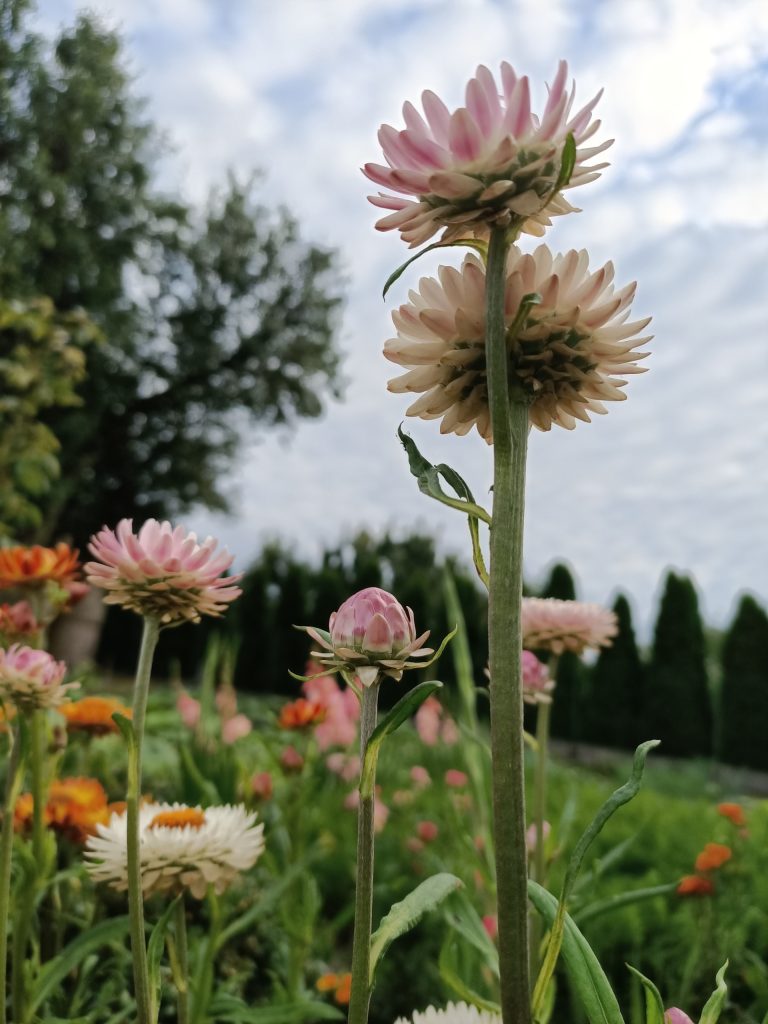 Recenzja OPPO Reno3 – nie spodziewałem się, że Reno mnie zawiedzie 31 Recenzja OPPO Reno3 – nie spodziewałem się, że Reno mnie zawiedzie