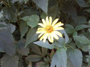 Nexus S - powROOT do korzeni #7 25 Nexus S - powROOT do korzeni #7