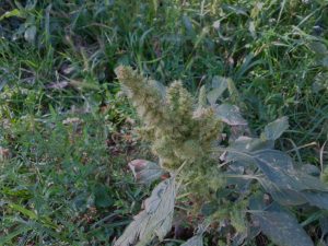 Nexus S - powROOT do korzeni #7 28 Nexus S - powROOT do korzeni #7