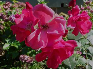 Nexus S - powROOT do korzeni #7 27 Nexus S - powROOT do korzeni #7