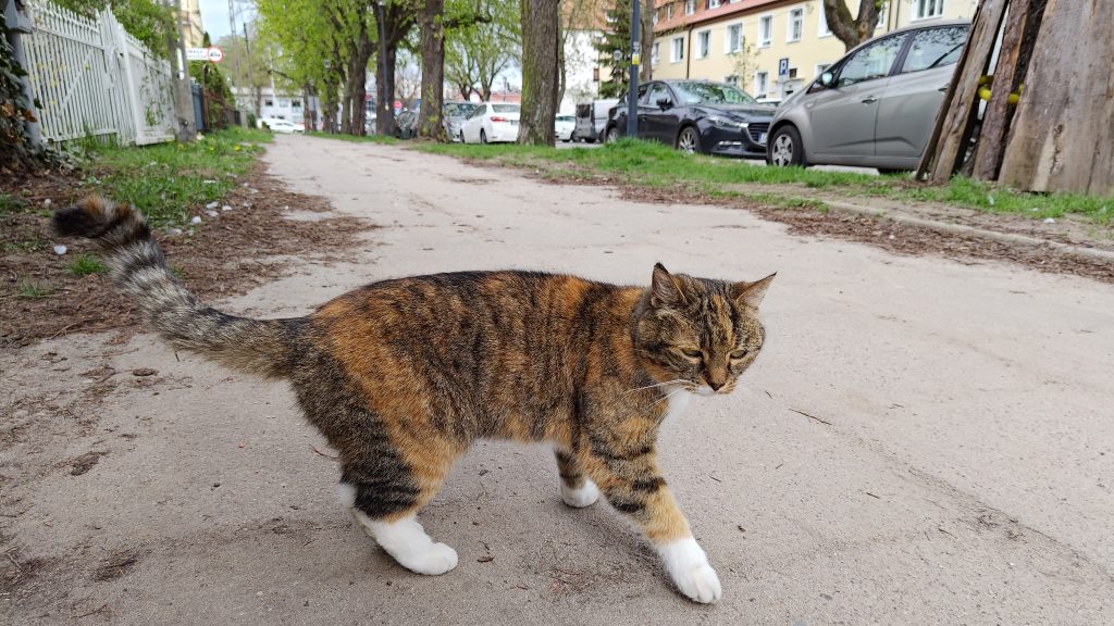 ASUS Zenfone 11 Ultra - Recenzja 523 ASUS Zenfone 11 Ultra - 221 - Obiektyw główny