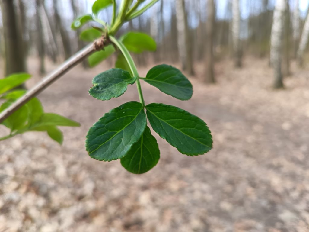 Recenzja HONOR 400 Lite. Czy to dobry wybór w średniej półce cenowej? 32 Recenzja HONOR 400 Lite. Czy to dobry wybór w średniej półce cenowej?