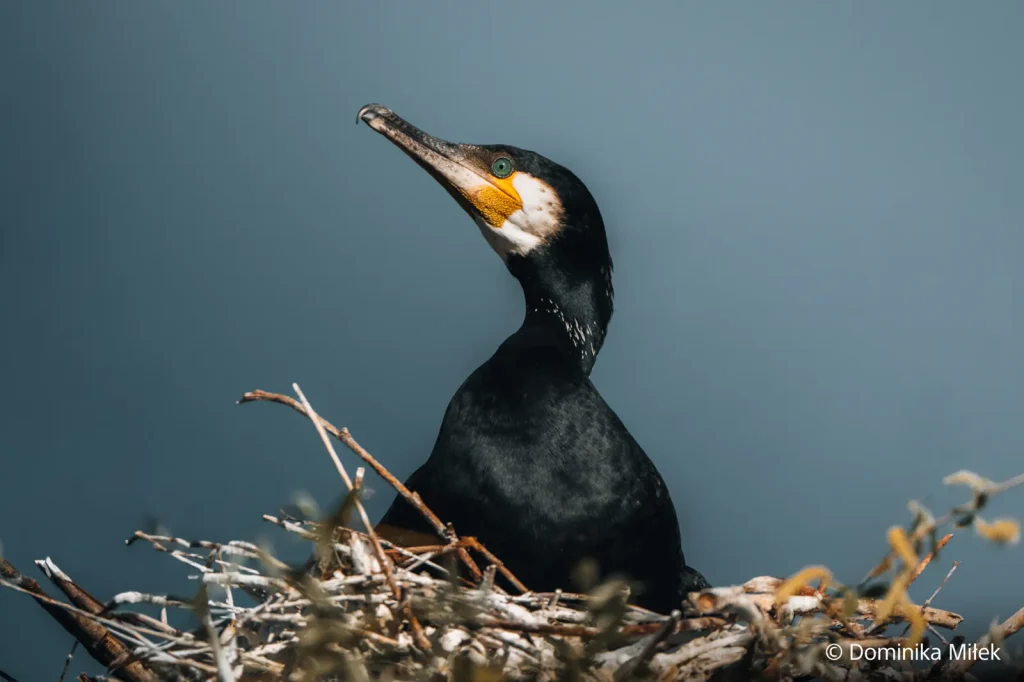 Sony prezentuje nowe produkty dla fotografów i filmowców. α7R VI oraz FE 100–400 mm F4,5 GM OSS oficjalnie 22 Sony Xperia 1 VIII oficjalnie! Sony nadal wierzy w smartfon dla fotografów