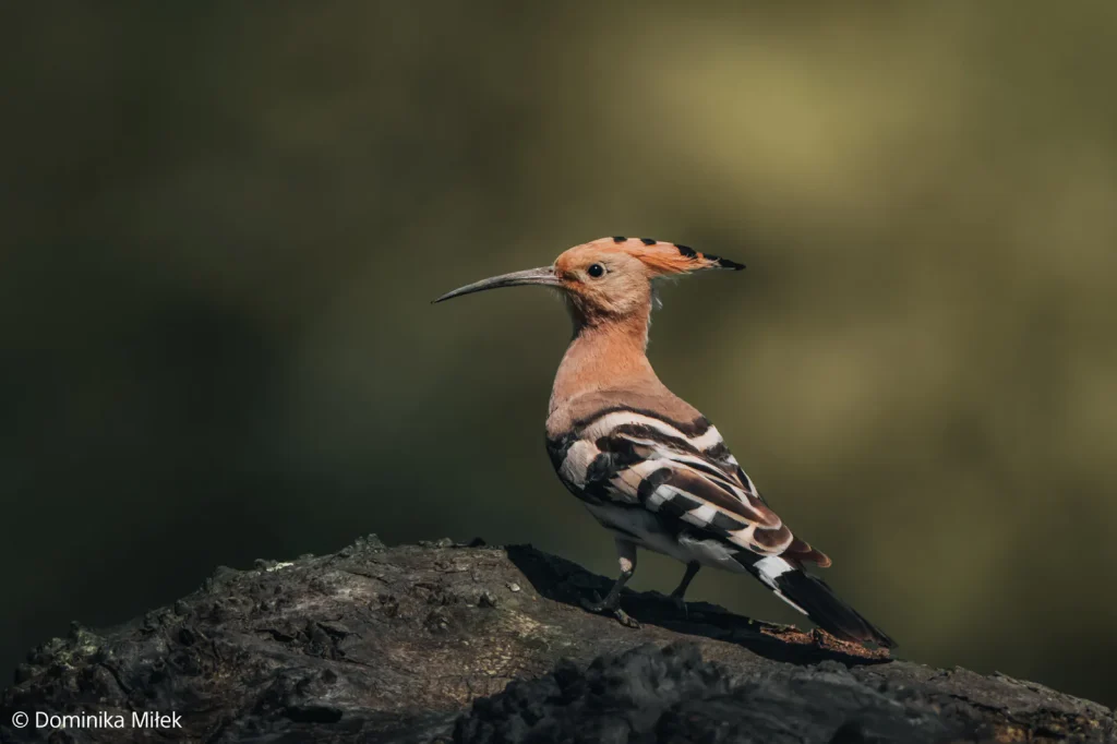 Sony prezentuje nowe produkty dla fotografów i filmowców. α7R VI oraz FE 100–400 mm F4,5 GM OSS oficjalnie 21 Sony Xperia 1 VIII oficjalnie! Sony nadal wierzy w smartfon dla fotografów