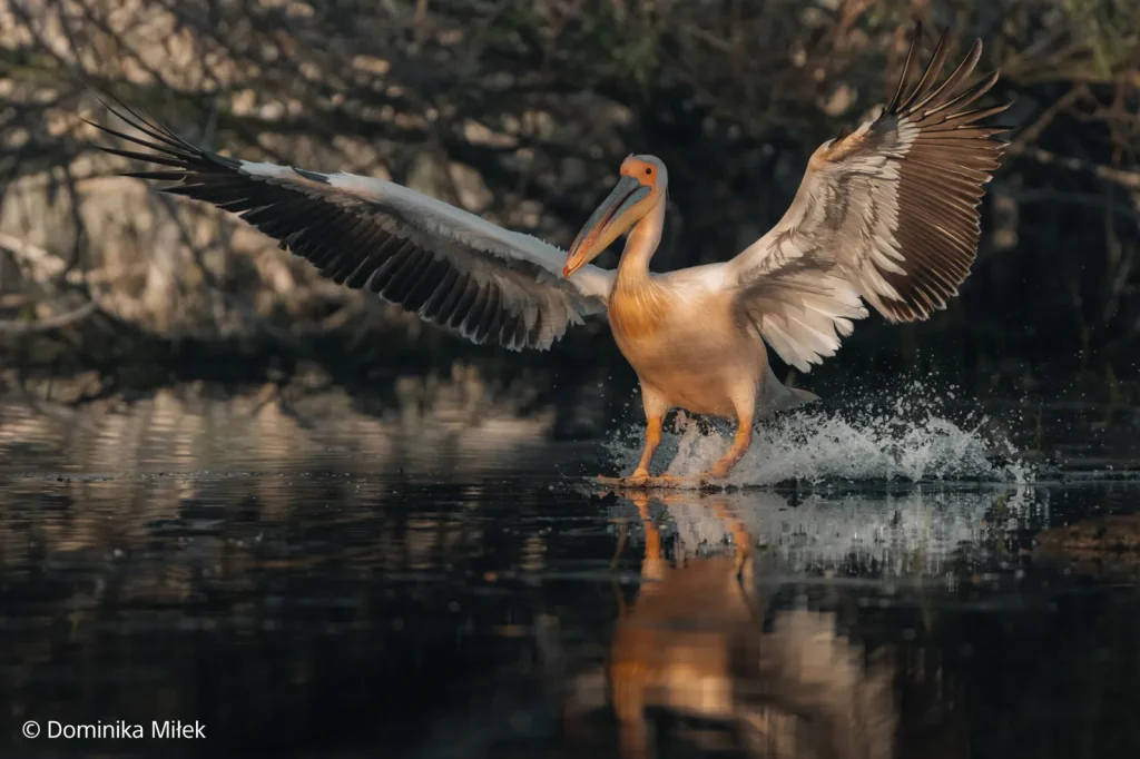 Sony prezentuje nowe produkty dla fotografów i filmowców. α7R VI oraz FE 100–400 mm F4,5 GM OSS oficjalnie 23 Sony Xperia 1 VIII oficjalnie! Sony nadal wierzy w smartfon dla fotografów
